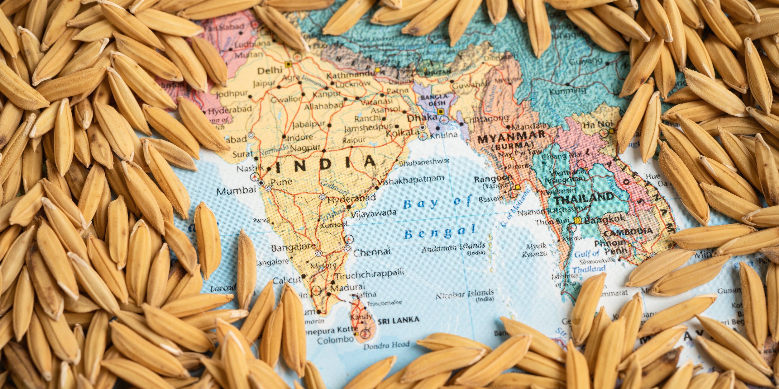 International Agricultural Products Trade: Brown rice paddy seeds on India map, India rice export ban trigger a global food crisis concept.